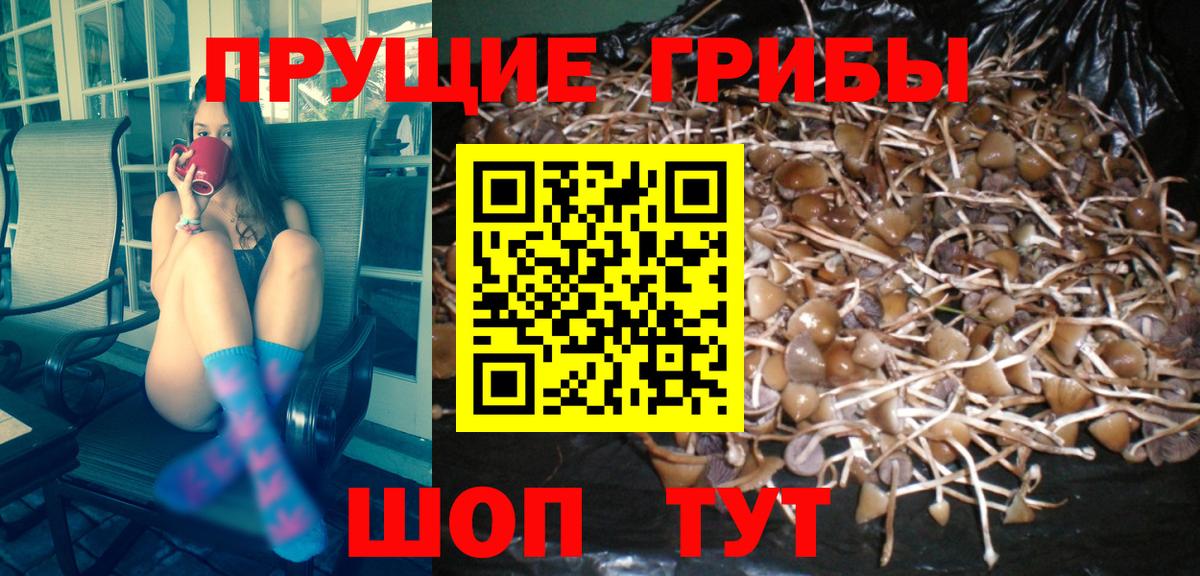 Псилоцибиновые грибы Psilocybe  Вход с VPN  Рыбинск  Галлюциногенные грибы Psilocybine cubensis 